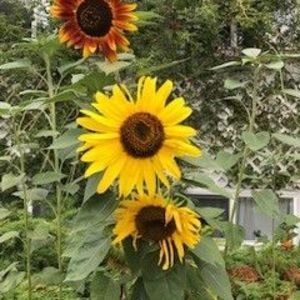 Meet your Posher, Micheline